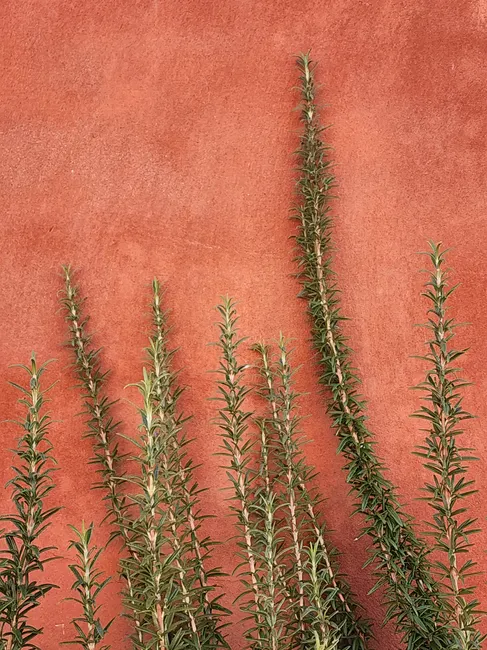 Elegant rosemary branches rise against a warm terracotta backdrop, capturing nature's serenity.