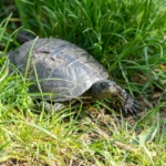 European pond turtle (Emys orbicularis) basking in the sunlight on a patch of grass.