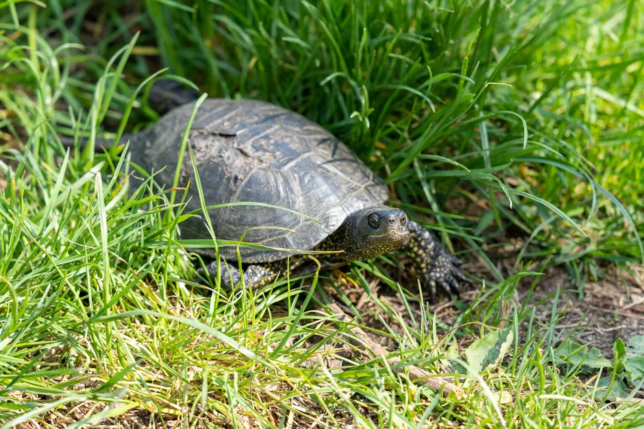 European pond turtle (Emys orbicularis) basking in the sunlight on a patch of grass.