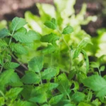 Saints de glace 2026 : planter avant le 13 mai, pari risqué? Fresh green tomato plant leaves captured in a garden setting, showcasing growth and vibrant color.