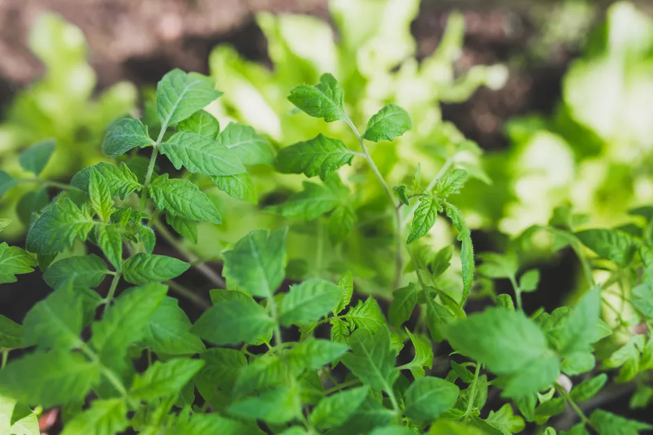 Fresh green tomato plant leaves captured in a garden setting, showcasing growth and vibrant color.