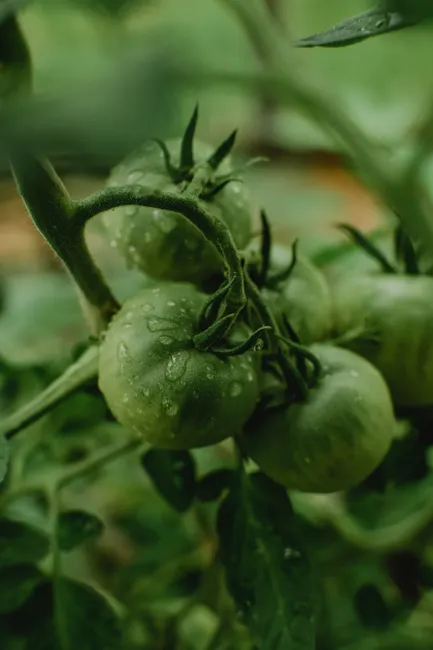 Fresh green tomatoes growing on vine with water droplets. Homegrown and organic.