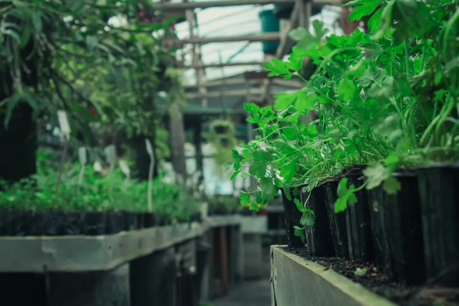 Fresh parsley plants growing organically in greenhouse pots, highlighting natural horticulture.