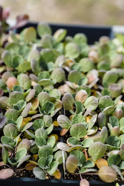 From above full frame of green seedlings of cabbage vegetating in selective focus