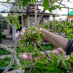Taille du pommier en hiver : 7 gestes, sans massacre Gardener pruning apple blossoms in a vibrant spring orchard.