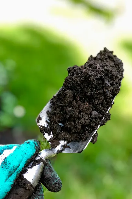 Gloved hand holding a gardening trowel filled with soil against a blurred green background.