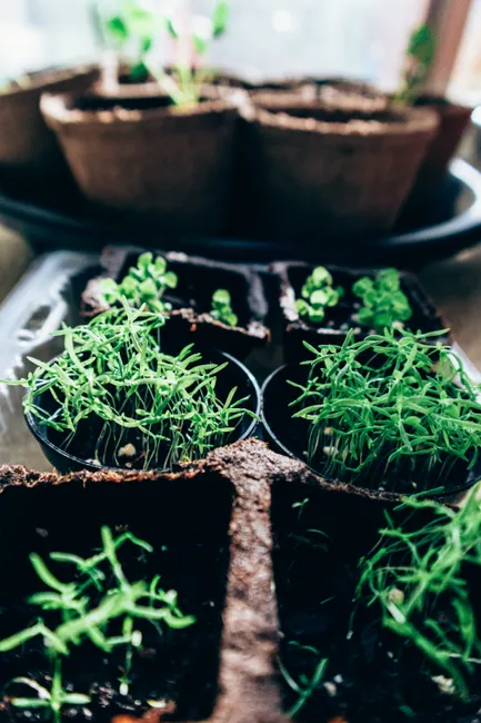 Green fragile seedlings growing in temporary paper pots and placed in sunny hothouse