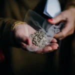 Échange de graines en 2026 : la diversité circule, le pollen aussi Hands holding sunflower seeds in a small net bag, perfect for snacking or planting.