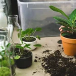 Bouturage en août : 7 gestes pour le fusain et le lilas, sans potion magique Hands planting a green plant in a clay pot surrounded by soil and glass jars indoors.