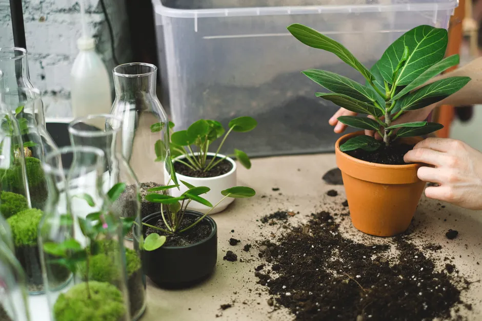 Hands planting a green plant in a clay pot surrounded by soil and glass jars indoors.