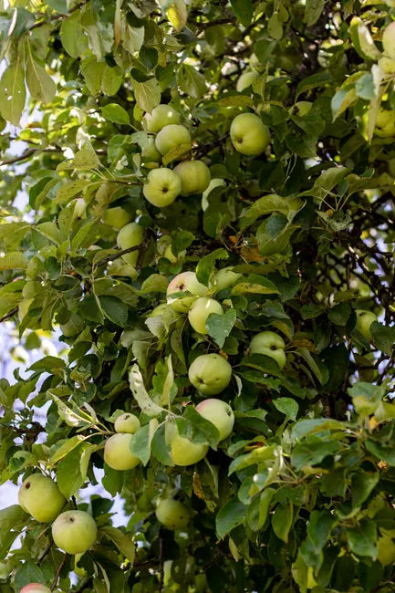 Lush green apples ready for harvest hang from a dense apple tree, symbolizing abundance.