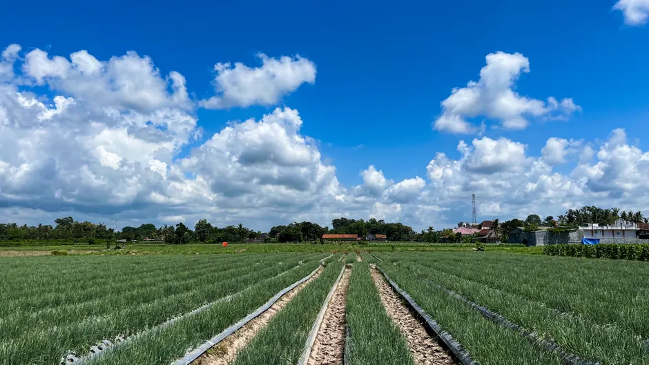 Lush green onion fields stretch beneath a clear blue sky in Banyuwangi, Indonesia, showcasing rural beauty.