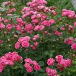 Lush pink rose bush blooming outdoors, perfect for nature photography.