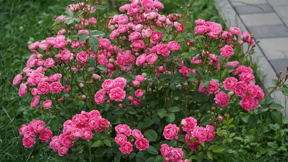 Lush pink rose bush blooming outdoors, perfect for nature photography.