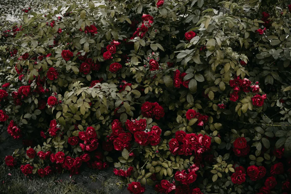 Lush red roses flourishing amidst green foliage in an outdoor garden.