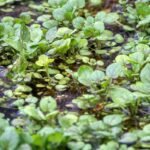 Cresson de fontaine : le cultiver en sol humide sans bricoler l'eau Lush watercress growing in a Beaver, MN marsh, showcasing vibrant green leaves and wetland environment.