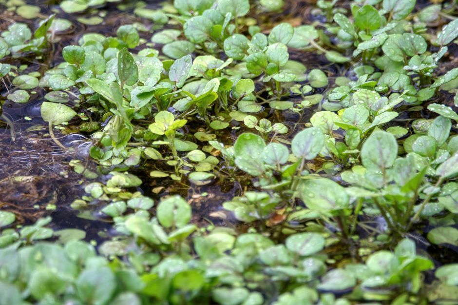 Lush watercress growing in a Beaver, MN marsh, showcasing vibrant green leaves and wetland environment.