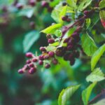 Cassissier au jardin : planter en automne, récolter en juin-juillet, mais la sécheresse veille Macro photo of ripe and unripe blackberries on a green shrub branch.