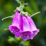 Digitale pourpre : 1,50 m de hampes en mai, pas de tisane Macro shot of vibrant purple foxglove flowers with dewdrops, showcasing natural beauty.