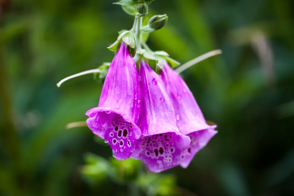 Macro shot of vibrant purple foxglove flowers with dewdrops, showcasing natural beauty.