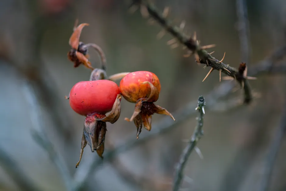 Macro shot of vibrant rose hips on a thorny branch in an autumn setting.