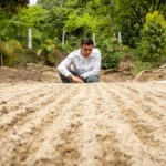 Tiques au jardin en 2026 : 6 gestes bio et leurs limites Man in a garden inspecting soil with precision, surrounded by lush greenery.