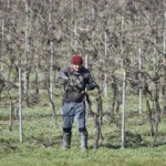 Man pruning grapevines in a leafless vineyard during winter, focusing on maintenance and care.