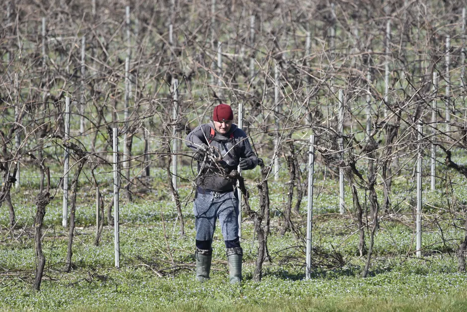 Man pruning grapevines in a leafless vineyard during winter, focusing on maintenance and care.
