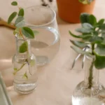 Bouturer le laurier-rose en août : 7 gestes, gants compris Natural still life with plant cuttings in glass bottles on a table. Perfect for gardening and lifestyle themes.