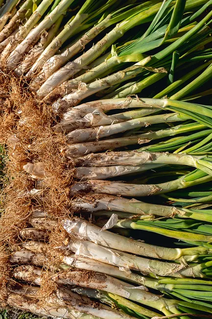 Overhead view of harvested calçots with roots in sunlight, ready for traditional Catalan cooking.