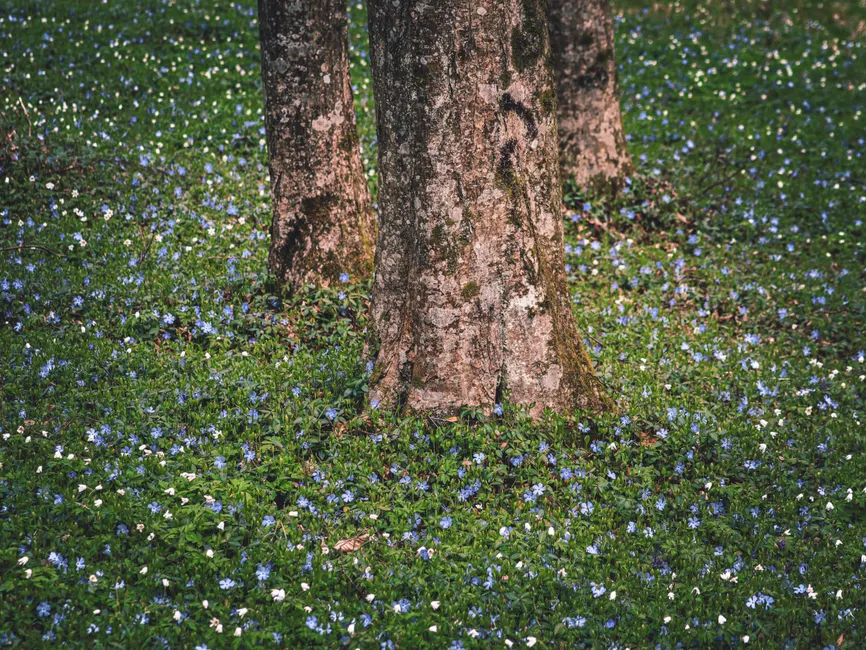 Peaceful spring meadow with tree trunks surrounded by blue periwinkle and white flowers, capturing seasonal beauty.