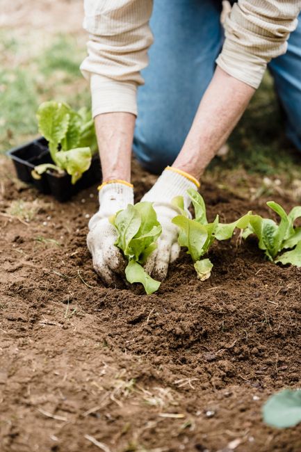 Person planting lettuce seedlings in a garden, wearing gloves outdoors.