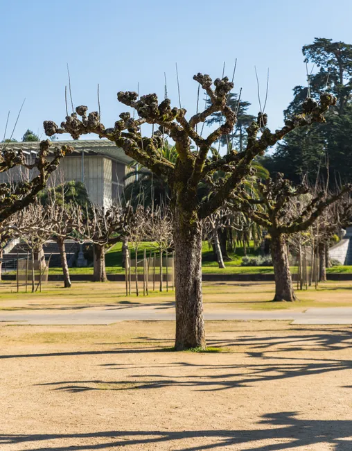 Pruned trees casting shadows in a sunlit urban park. A tranquil scene of nature and landscape.