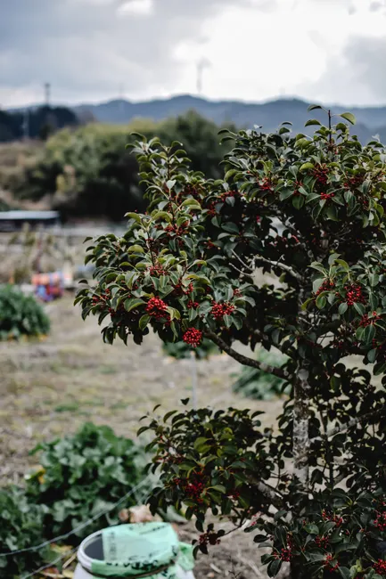 Red berries on a shrub in Wazuka, Kyoto, Japan, captured during a winter day.