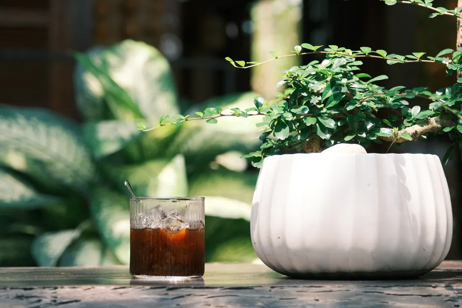 Refreshing cold drink next to a potted plant on a sunlit outdoor table.