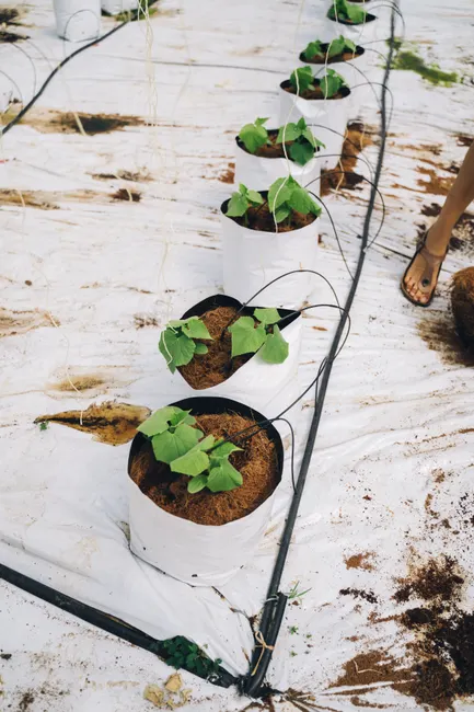 Row of young green plants in pots with drip irrigation in a greenhouse setting.