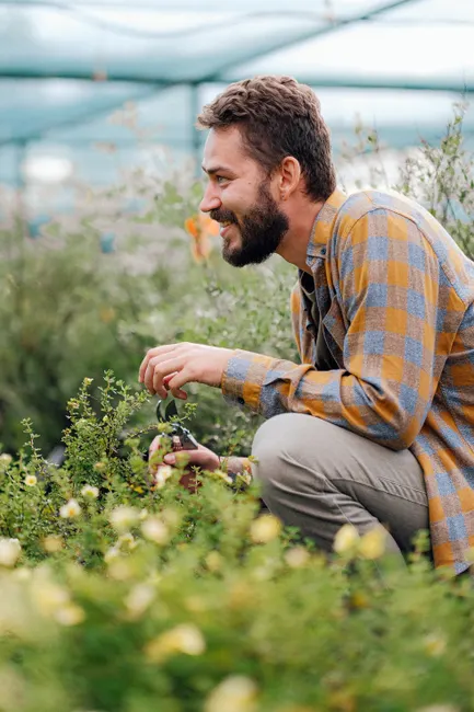 Side view of a happy male gardener tending plants with pruning shears in a vibrant green garden.