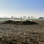 Couche chaude : semer tomates et aubergines en février 2026, sans serre chauffée Steam rises from a manure pile on a plowed field under a clear blue sky.
