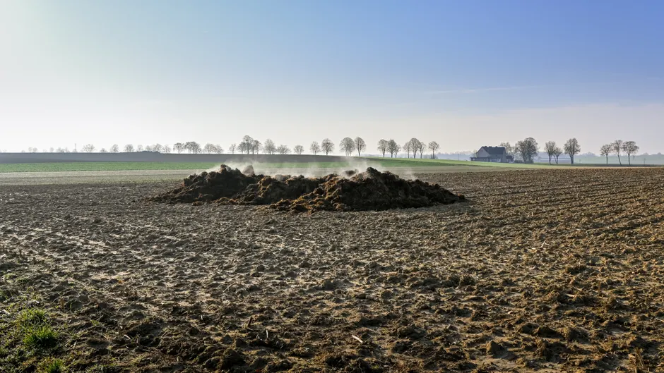 Steam rises from a manure pile on a plowed field under a clear blue sky.