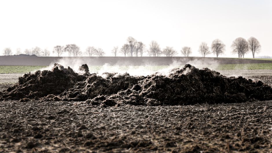 Steaming manure pile on a winter day in Sittard, Limburg.