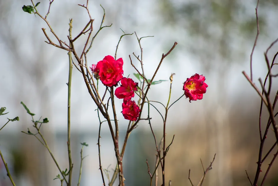Striking red roses bloom on bare branches, a vivid contrast in a winter garden.