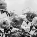 Taches noires du rosier : dès le printemps, ça tache Stunning black and white photograph of blooming roses with leaves, showcasing natural beauty.