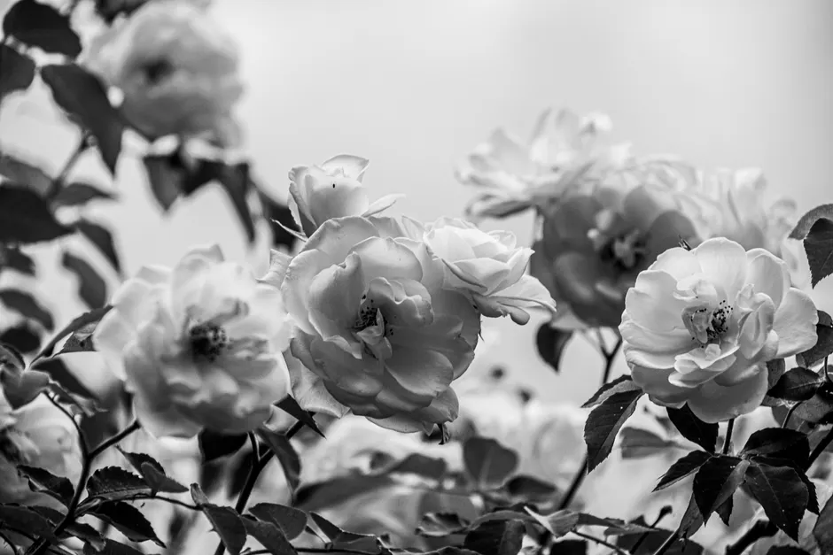 Stunning black and white photograph of blooming roses with leaves, showcasing natural beauty.