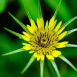 Huître végétale : deux plantes, deux cultures, gare au nom Stunning close-up of a yellow salsify flower captured in vibrant detail against a lush green background.
