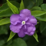 Stunning macro shot of a purple Brunfelsia flower in full bloom, surrounded by lush green leaves.
