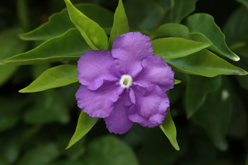 Stunning macro shot of a purple Brunfelsia flower in full bloom, surrounded by lush green leaves.