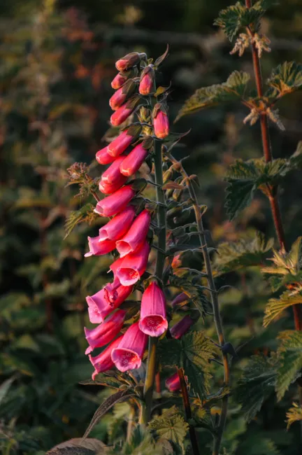 Stunning pink foxglove flower cluster in Irish countryside during golden hour