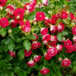 Rosier Abraham Darby : de 1 à 2,50 m, la rose qui change de taille Stunning red and white roses in full bloom, captured in a lush garden setting.