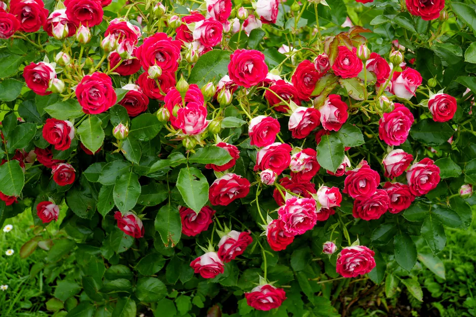 Stunning red and white roses in full bloom, captured in a lush garden setting.