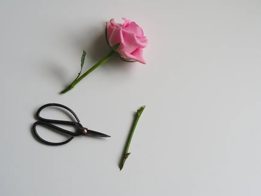 Top view of arrangement of pink lush rose and cut stem with scissors on gray background